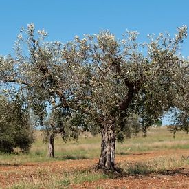 Olive trees on red earth by Ulrike Leone