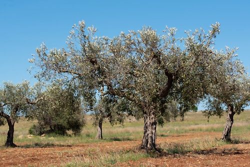 Olive trees on red earth