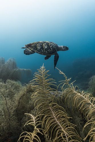 Hawksbill