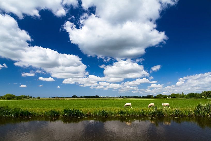 Hollands landschap met schapen van Dennis van de Water