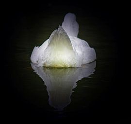 Spiegeltje von san image