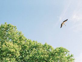 Der Storch fliegt in der Natur Portugals von Youri Claessens