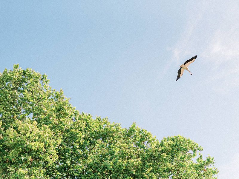 Ooievaar vliegt in de natuur van Portugal van Youri Claessens