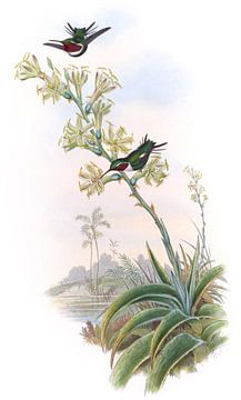 Decorated Wood-Star, John Gould van Hummingbirds
