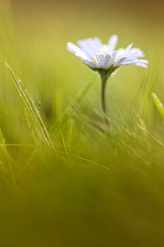 Sweet Daisy! (flower, daisy) by Bob Daalder
