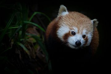 Red/small panda // animal, animal portrait // fine-art by suzanne.en.camera