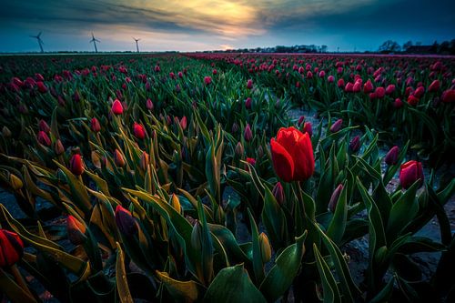 Evening Red in the Tulip Field