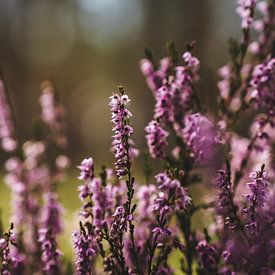 Purple autumn bush by Merlijn Arina Photography