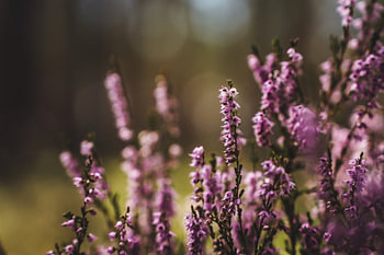 Purple autumn bush