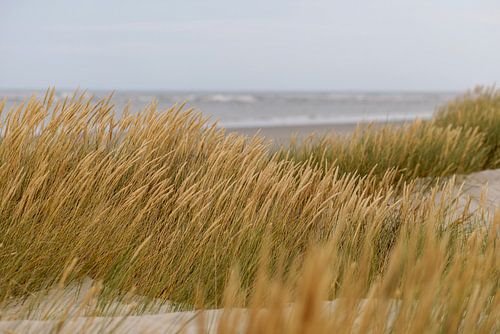 Schiermonnikoog - Dunes, criste marine, plage de la mer du Nord