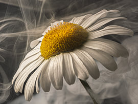 Powerful Simplicity – Smoke dances around the flower