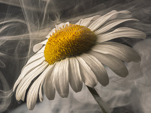 Kraftvolle Einfachheit – Rauch tanzt um die Blume herum von Marjolijn van den Berg