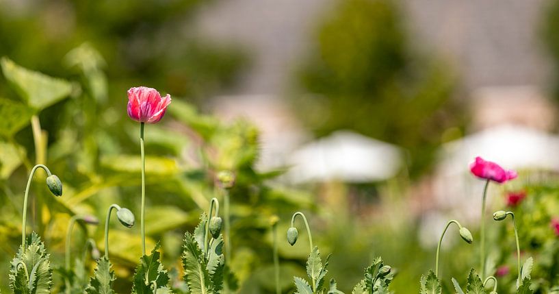 Rosa Mohnblumen im Blumenfeld 2 von Percy's fotografie
