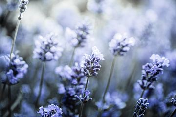 Blühender Lavendel Digitalkunst von KB Design & Photography (Karen Brouwer)