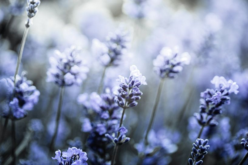 Blühender Lavendel Digitalkunst von KB Design & Photography (Karen Brouwer)