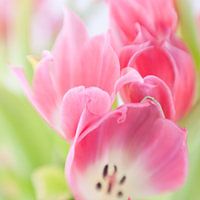 Bosje tulpen