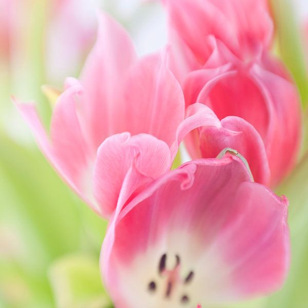 Bosje tulpen van Savo Fotografie