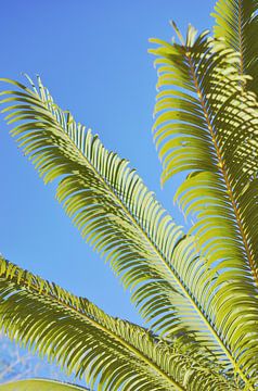 Palms and Sun - Vintage Summer Photography by Carolina Reina