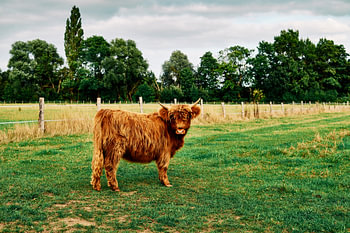 Scottish Highlands in Bünde