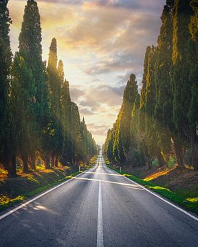 Bolgheri cipressen boulevard, Toscane van Stefano Orazzini