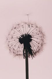 Tijd om te gaan: Pluisje verlaat paardenbloem met oudroze achtergrond van Marjolijn van den Berg