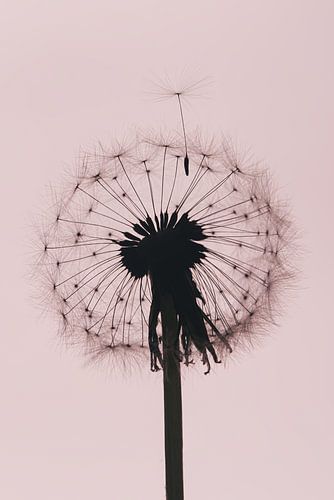 Tijd om te gaan: Pluisje verlaat paardenbloem met oudroze achtergrond