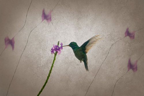 Kolibri bei Purple Bloom Wings in Silence