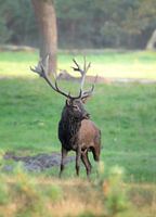Rotwild auf der Hoge Veluwe