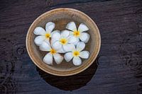 Frangipani flowers in the rain