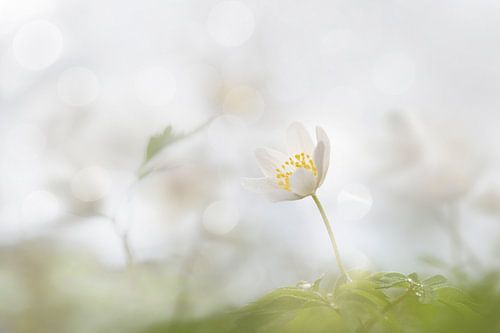 Bosanemonen in de lente 