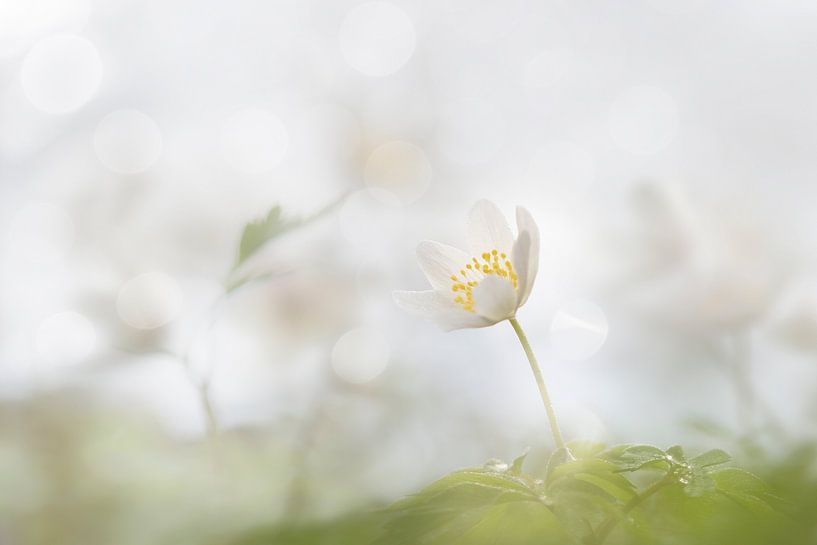 Buschwindröschen im Frühjahr  von Ingrid Van Damme fotografie