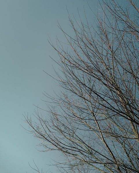 Naturschutzgebiet Oeffelt von Marc van den Elzen