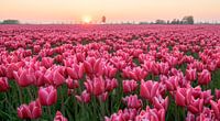 Tulpen op een zomerse dag geeft een schitterende combinatie van kleuren.