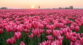 Tulpen op een zomerse dag geeft een schitterende combinatie van kleuren. by Peter de Jong