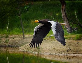 Stellerscher Seeadler (Haliaeetus pelagicus) von Loek Lobel