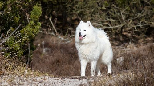 Samoyed
