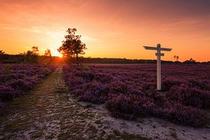 Heath Den Treek von Cho Tang