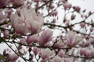 Bloeiende magnolia van Jim van Iterson