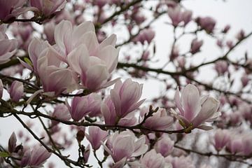 Magnolia en fleurs sur Jim van Iterson