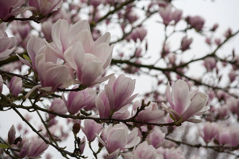 Bloeiende magnolia van Jim van Iterson