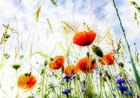 Veldbloemen