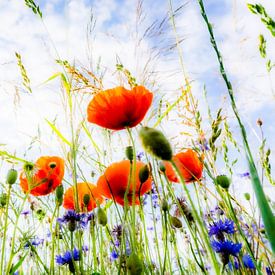 Field Flowers by Ronnie Reul