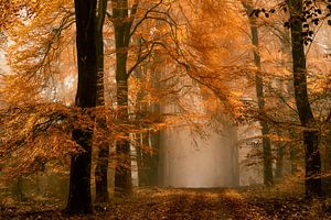 Herbstlaub und Nebel