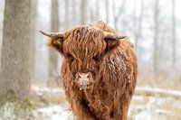 Scottish Highlander in the snow