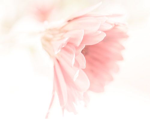 Dreamy Gerbera 
