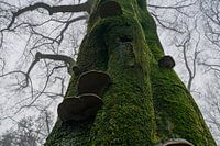 Groene boom