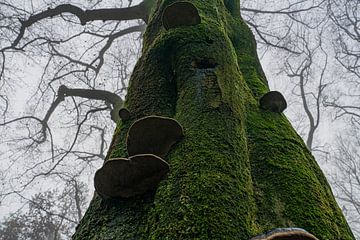 Groene boom van Mark Damhuis