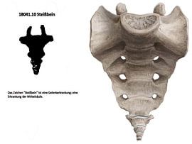 Coccyx 18041.10