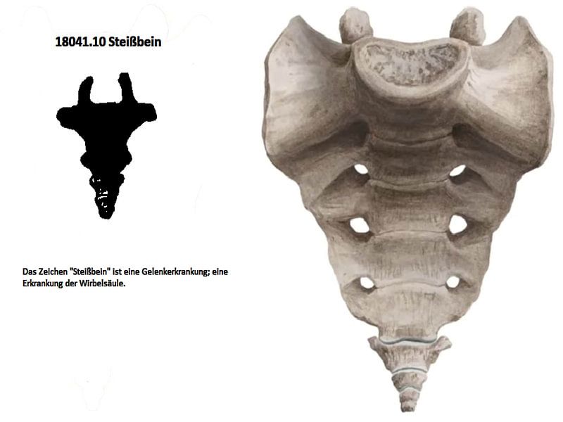 Steißbein 18041.10 von Vladimir Zykunov