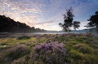 Sunrise over heathlands Heidestein Utrechtse Heuvelrug. by Peter Haastrecht, van thumbnail